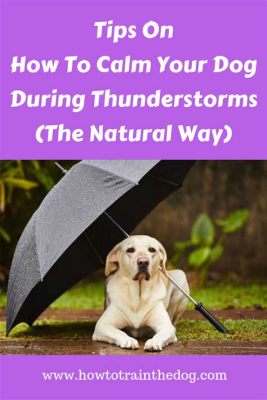 How to Calm Dog Thunderstorms and Travel