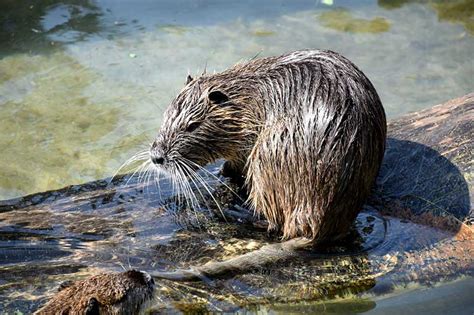 What Animal Looks Like a Beaver?