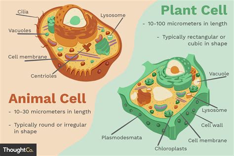 What Are the Differences Between Plant and Animal Cells?